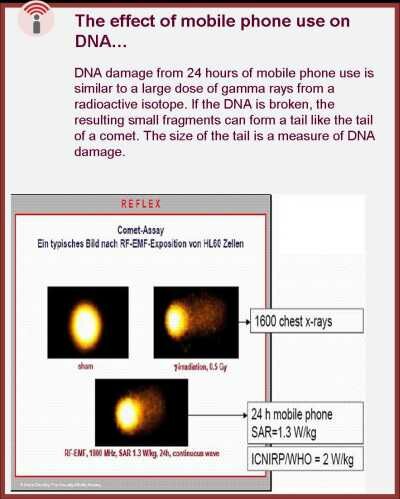 When living cells were exposed to either mobile phone radiation or gamma rays from a radioactive isotope (one tenth of the lethal dose for humans) we see considerable DNA damage. 
